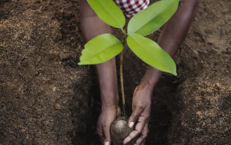 A woman planting a tree